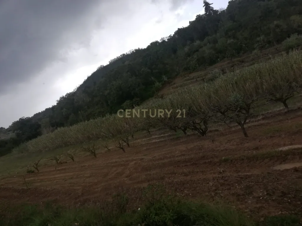 Terreno Agrícola na Zona Oeste - Image 7
